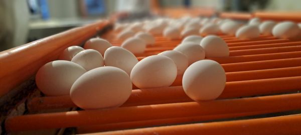 آذربایجان شرقی، قطب تولید تخم‌مرغ کشور با سهم ۱۰ درصدی از تولید ملی