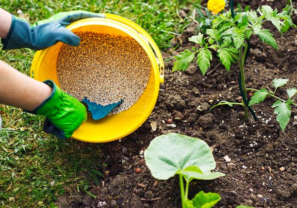 کودهای زیستی؛ هم‌پیمان خاک، گیاه و محیط