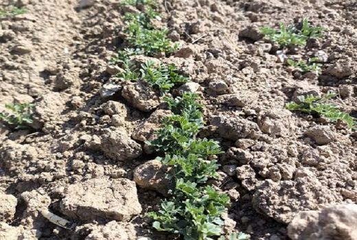 کشت 50 درصد حبوبات پاییزه بیضا به روش دیم