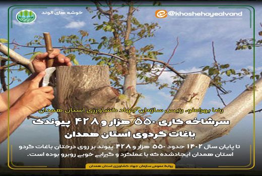 سرشاخه کاری 550 هزار و 428 پیوندک باغات گردوی استان همدان