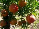 آغاز برداشت انار از باغات گیلان