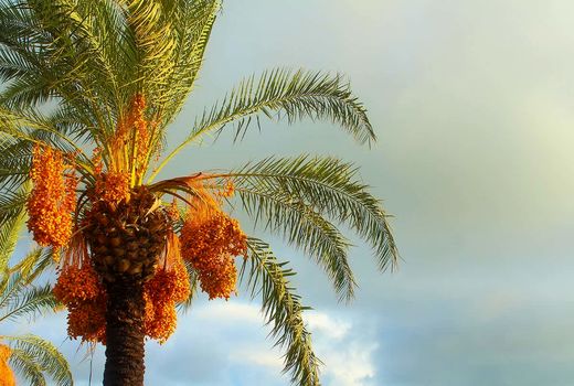 دریافت شناسه محصول و گواهی بهداشت برای صادرات خرما