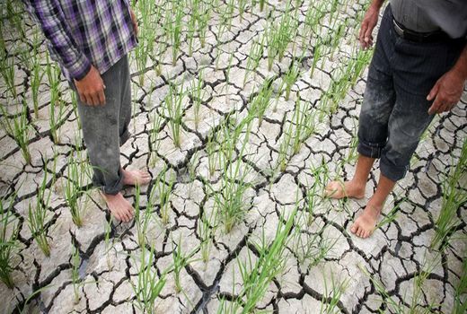 سازگاری با کم‌آبی با کشت‌های جدید در اصفهان