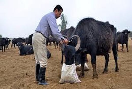 واکسیناسیون بیش از ۴۲۰ هزار راس دام سبک علیه بیماری طاعون نشخوارکنندگان کوچک در شهربابک