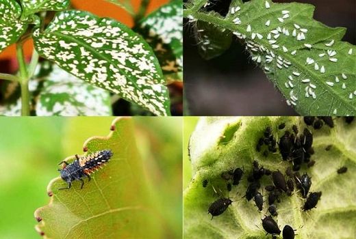 اهمیت قرنطینه داخلی در شهرستان مرزی خرمشهر