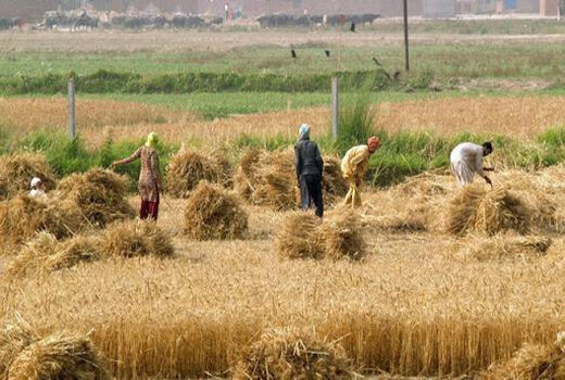 تسهیلات روستایی در شیروان هزار و ۷۱۳ اشتغال ایجاد کرد