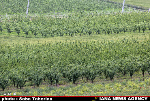 11.6 میلیون تن محصول باغی تولید شد 