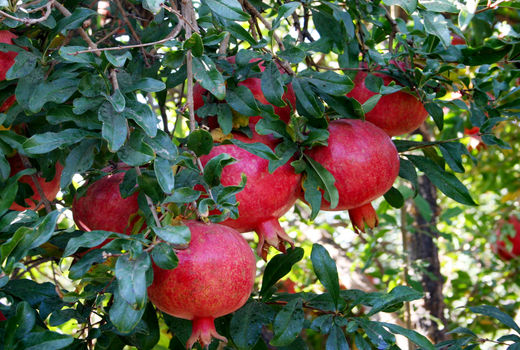 تولید انار در این شهرستان به ۲۱ هزار تن می رسد