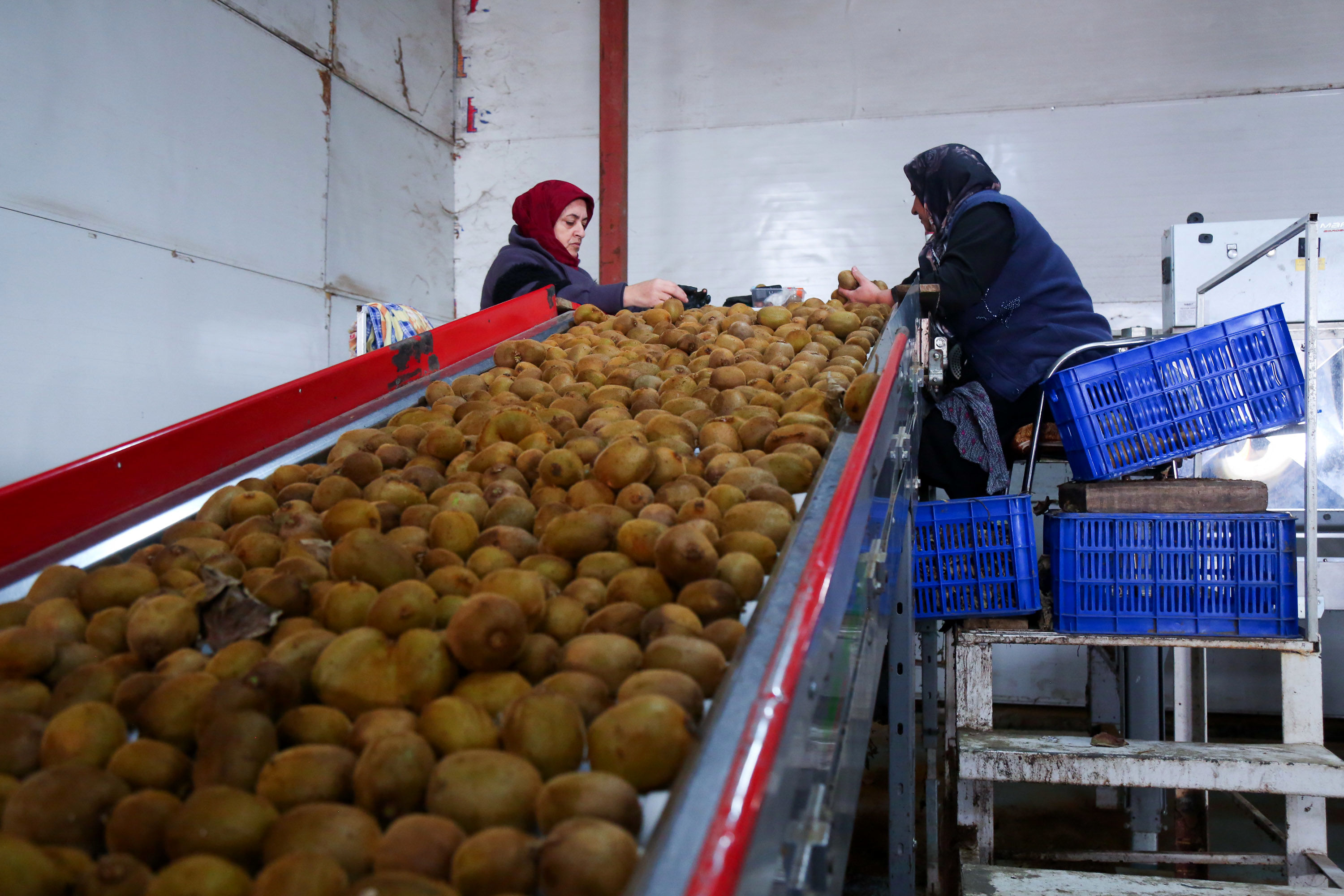 میوه ای شگفت انگیز به نام کیوی 