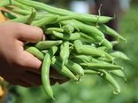 افزایش ۶۰ درصدی سطح زیرکشت لوبیا سبز در چهارمحال و بختیاری