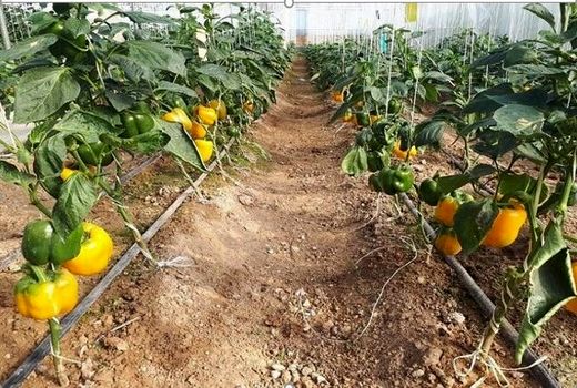 گلخانه داران با انگیزه صادراتی وارد کار شوند