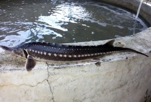 تحقق شعار جهش تولید با توسعه طرح‌های شیلات در استان کرمان