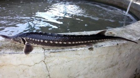 تحقق شعار جهش تولید با توسعه طرح‌های شیلات در استان کرمان