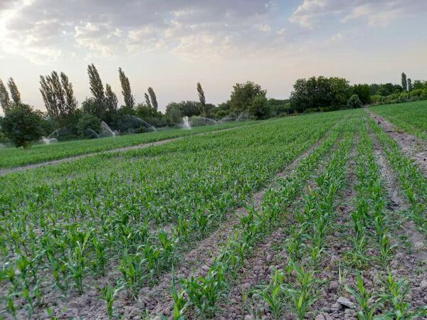 افزایش بهره وری و کاهش مصرف آب با تغییر آرایش کشت در مزارع ذرت شهرستان ارومیه