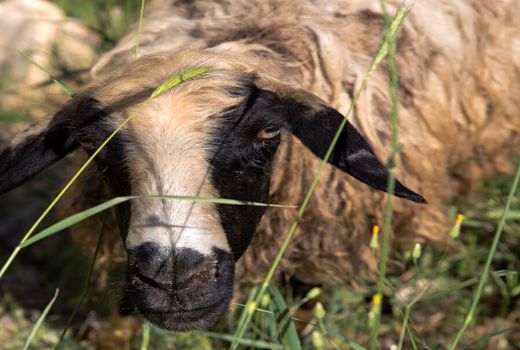برخورد تریلر با گله گوسفندان در ایلام حادثه آفرید