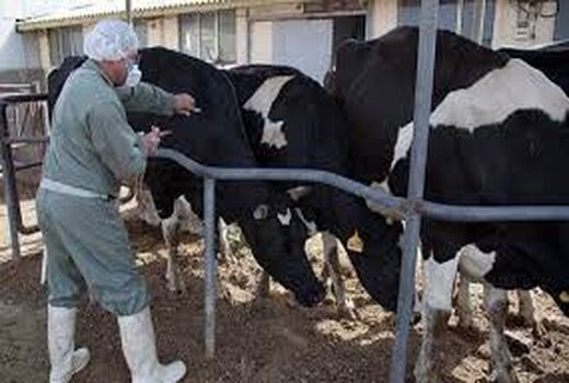 مایه‌کوبی بیش از یک میلیون رأس دام در مانه و سملقان 