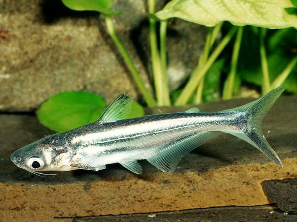 تولید پنگوسی به مرحله صادرات رسید/ گونه‌های ماهی خلیج گرگان در مسیر بازسازی