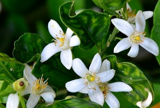 پیچش عطر بهار نارنج در بازارهای گیلان