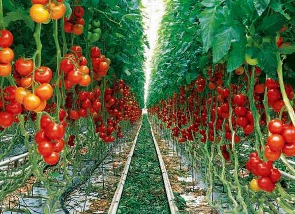 کاهش واسطه‌گری مستلزم تقویت تشکل‌های کشاورزی در تیران و کرون است