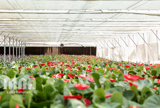 خسارت 3470 میلیارد تومانی «کرونا» به گلخانه‌ها، گیاهان دارویی و قارچ خوراکی در دو ماه اخیر