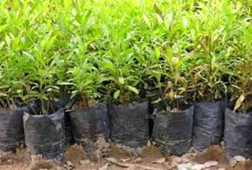 فعالیت‌های پست قرنطینه  شهرستان سیرجان