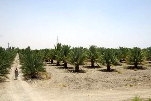 توسعه کشت خرمای صادراتی در سیستان و بلوچستان