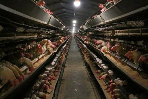 رشد ۲۳ درصدی تولید تخم مرغ در استان قزوین