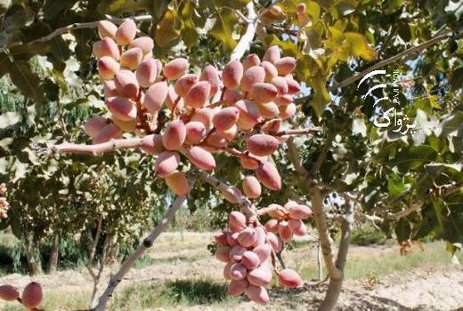 انجام طرح تحقیقی ترویجی زنبور مغزخوار پسته در باغات پسته رفسنجان 
