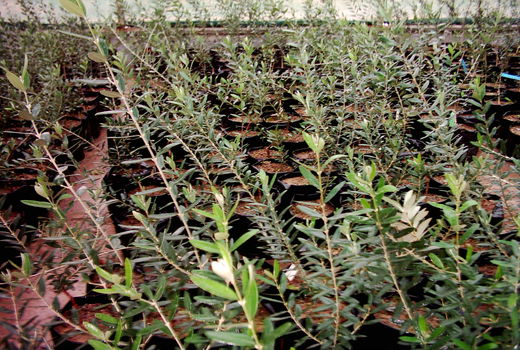 باغداران از نهال شناسه دار در باغات استفاده کنند