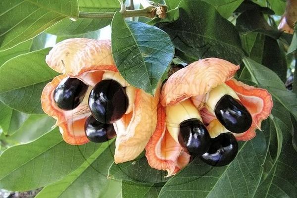 میوه‌های نادر ؛ از سیب چوبی‌‌ تا لوبیای بستنی‌‌!
