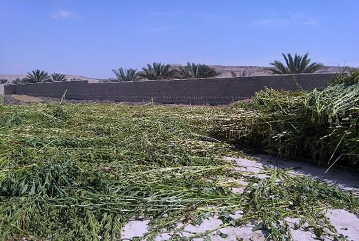 آغاز برداشت کنجد  از 500 هکتار مزارع گراش