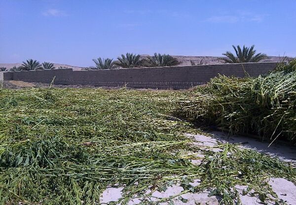 آغاز برداشت کنجد  از 500 هکتار مزارع گراش