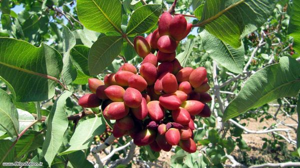 تسهیلات 83 میلیون ریالی برای پسته کاران