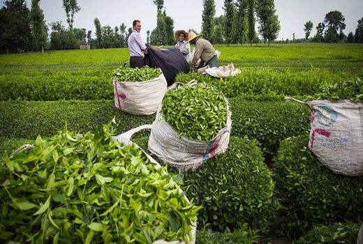  آغاز برداشت چین دوم برگ سبز چای از باغات چای گیلان و مازندران