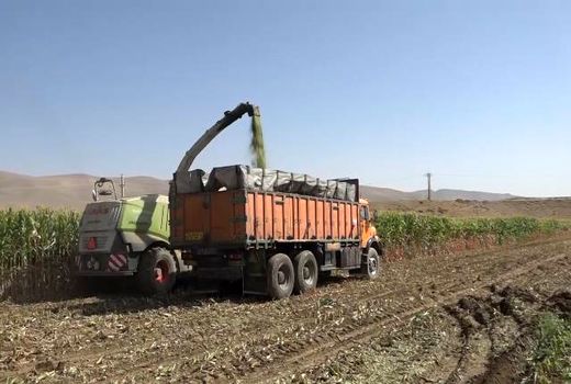 رونق برداشت ذرت علوفه‌ای در فریدن