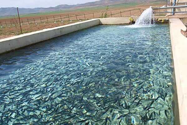 برداشت ماهی گرمابی از استخرهای ذخیره آب خراسان شمالی