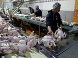 بیش از 9 هزار تن گوشت مرغ و بوقلمون در سه ماهه امسال روانه بازار چهارمحال و بختیاری شد