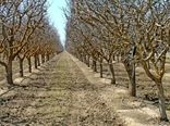 اثر روغن پاشی درختان میوه در کاهش جمعیت آفات زمستان گذران
