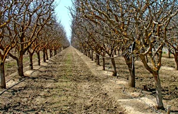 اثر روغن پاشی درختان میوه در کاهش جمعیت آفات زمستان گذران