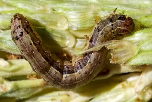  تأکید بر پایش و ردیابی کرم برگخوار پاییزه در استان خوزستان