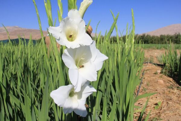 سرمایه‌گذاری ۵۵ میلیارد ریالی برای تولید گلایول در چهارمحال و بختیاری 
