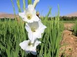 سرمایه‌گذاری ۵۵ میلیارد ریالی برای تولید گلایول در چهارمحال و بختیاری 
