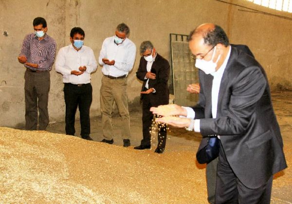 بازدید رئیس سازمان جهاد کشاورزی استان لرستان از مزارع بذری و شرکت خرید کننده بذر مادری شهرستان پلدختر