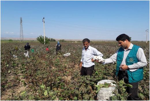 برداشت بیش از 6000 تن وش پنبه در شهرستان خداآفرین