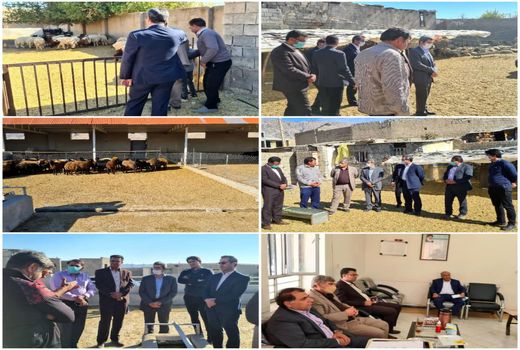 با موافقت دولت؛ ۳۰۰ هزار رأس دام مازاد صادر می شود