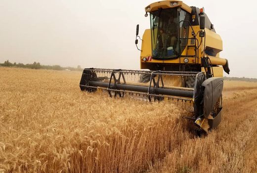 پایان برداشت گندم در رامشیر