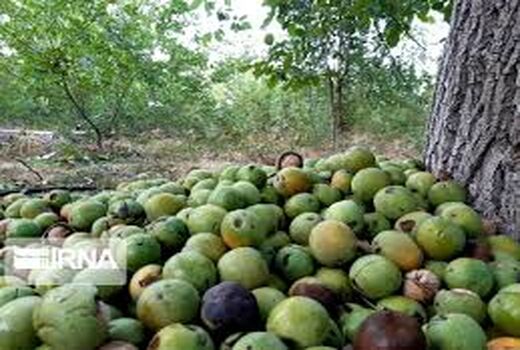 پیش‌بینی برداشت بیش از ۱۶۰۰ تن گردو در خوزستان
