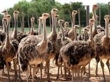 سالانه ۲۰۰ تن گوشت شترمرغ در کردستان تولید می شود