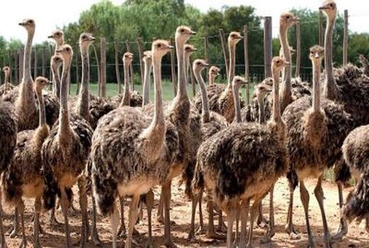 سالانه ۲۰۰ تن گوشت شترمرغ در کردستان تولید می شود