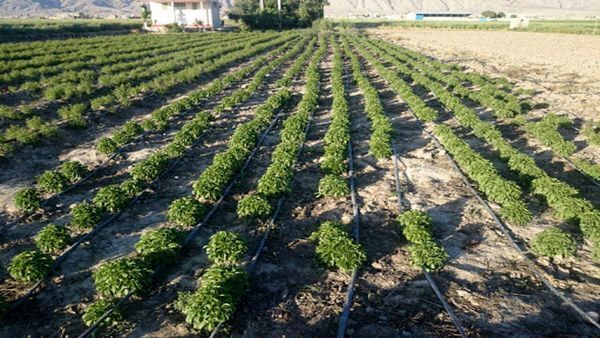 اختصاص سه میلیاردو600میلیون ریال تسهیلات برای کشت گیاهان دارویی به عشایر چهارمحال و بختیاری 